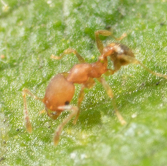 Pheidole bilimeki