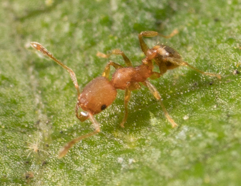 Bilimek's Big-headed Ant