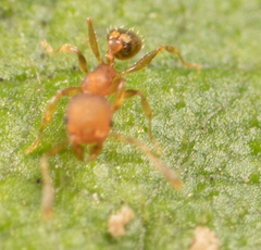 Pheidole bilimeki