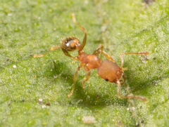 Pheidole bilimeki