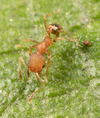 Pheidole bilimeki