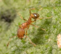 Pheidole bilimeki