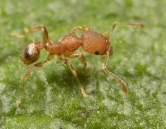 Pheidole bilimeki
