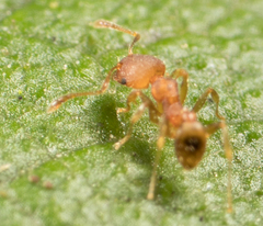 Pheidole bilimeki