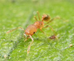 Pheidole bilimeki