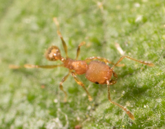 Pheidole bilimeki