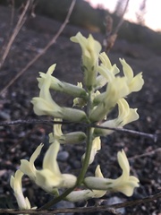 Oxytropis campestris