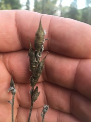 Oxytropis campestris