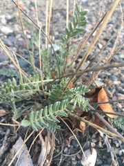 Oxytropis campestris