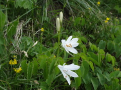 Paradisea liliastrum