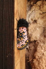 Xanthopastis moctezuma