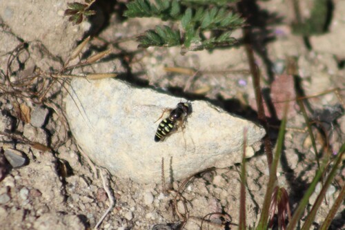 Unknown species found near Caldwell, ID, USA