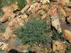 Bolandia pinnatifida