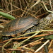 Magreb Pond Turtle - Photo (c) sento11, some rights reserved (CC BY-NC)