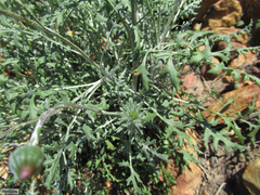 Bolandia pinnatifida