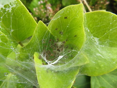 Pisaura acoreensis