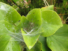 Pisaura acoreensis