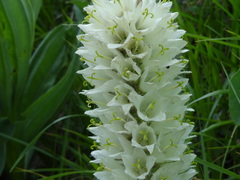 Campanula thyrsoides