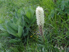 Campanula thyrsoides