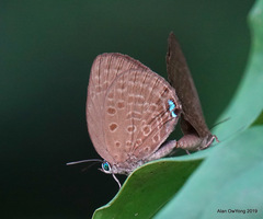 Arhopala major major