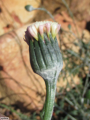 Bolandia pinnatifida