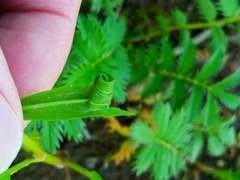 Calybites phasianipennella