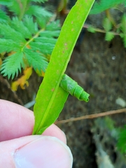 Calybites phasianipennella