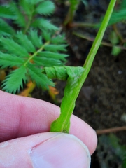 Calybites phasianipennella
