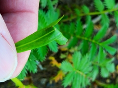 Calybites phasianipennella