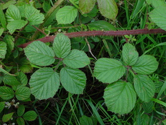 Rubus dasyphyllus