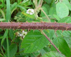 Rubus dasyphyllus