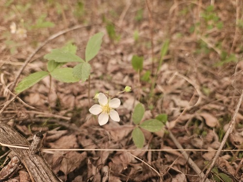 Virginia strawberry