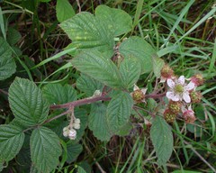 Rubus dasyphyllus