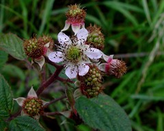 Rubus dasyphyllus