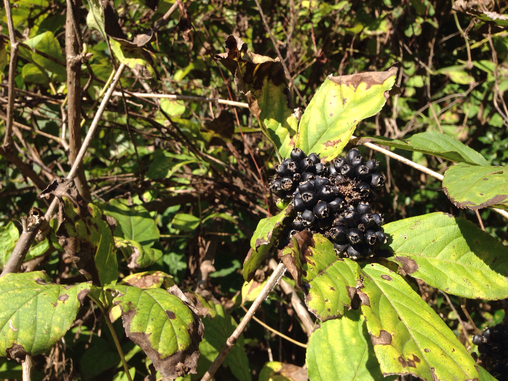 刺五加 泸沽湖常见植物图鉴 Inaturalist