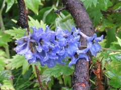 Delphinium cultorum