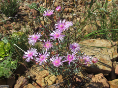 Lampranthus pakhuisensis