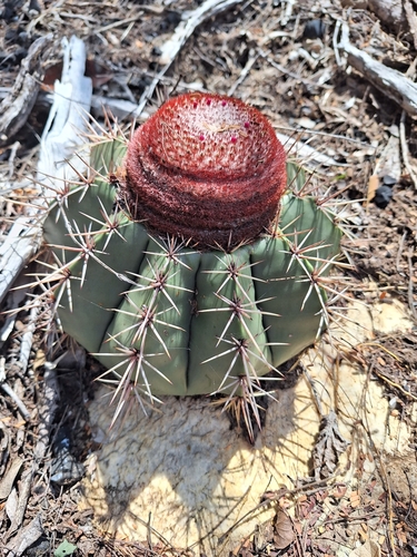 Melocactus bahiensis