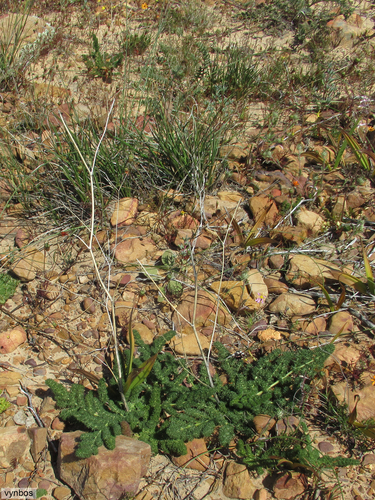 Ferny Aniseroot (Annesorhiza asparagoides)