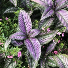 Strobilanthes auriculata dyeriana