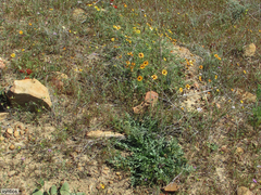 Lichtensteinia obscura