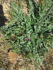 Lichtensteinia obscura