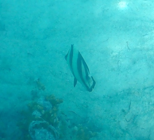 Banded Butterflyfish