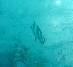 Banded Butterflyfish