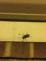 Monochamus carolinensis