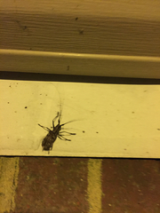 Monochamus carolinensis