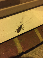 Monochamus carolinensis