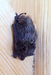 Barbastella barbastellus