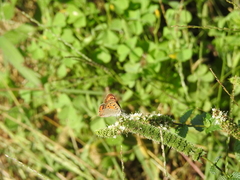 Lycaena phlaeas