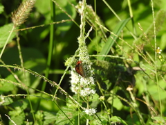 Lycaena phlaeas